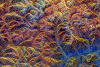 tibet.gif (286702 bytes)
