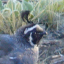 Hale Pohaku: Bird