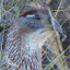 Hale Pohaku: Another Bird