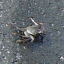 Kona: Crabs