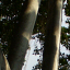 Kona: Trees