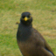 Kona: Bird