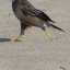 Hapuna: Bird