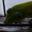Kona: Breakfast Friend