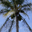 Driving Around: Tall Palm