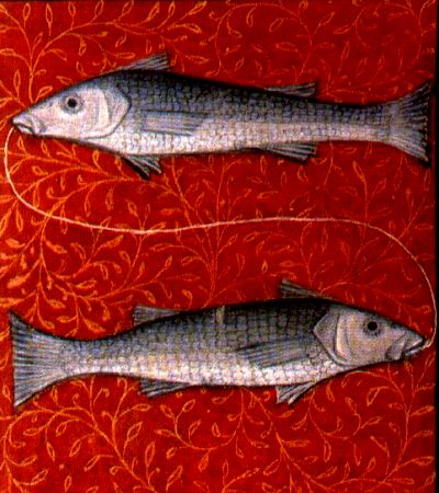 The constellation of Pisces, a pair of fishes.
