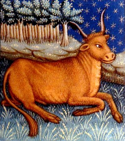 The constellation of Taurus, a bull.