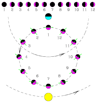 Observed phases of planet Venus under the geocentric model, extending from a new phase to a thin crescent phase and back down to a new phase again followed by another thin crescent (now on the right side of the planetary disk rather than the left) and another new phase, as the position of Venus shifts away from and then towards that of the Earth as it orbits on a small circle which itself orbits around the Earth (at a smaller orbital radius than that of the Sun). Venus is shown in twelve positions, and each Venus is shown with a bright side facing the Sun and a dark side facing away, and a line dividing the planet again into a side facing toward the Earth and a side hidden from the Earth. The observed phases are defined by the fraction of the bright side that can be seen from Earth. In contrast to the phases shown in the previous figure (under the heliocentric model), Venus can never appear with a phase larger than a thin crescent (as it always lies between the Earth and the Sun).