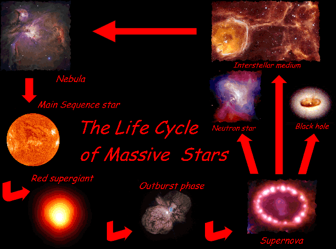 The life cycle of massive stars. This flowchart of small pictures begins with a diffuse orange and white gas full of knotted substructure and shells labeled Interstellar Medium. The next stage shows similar gas that is clumping together to form a denser structure with a very dense hot core, labeled Nebula. As gravity compresses the gas, it becomes so dense that it forms a Main Sequence star, as shown by an patchy orange and white image of a star similar to the Sun. The next stage of stellar evolution shows the star having evolved into a red supergiant, with a bright white core surrounded by yellow and red layers indicating that it has gotten hotter. A disordered image of shells of patchy gas surrounding the core of the Sun represents the outburst phase, followed by an image showing a bright ring of intense white blobby light surrounding the core to represent a supernova. Arrows from the supernova image point to a neutron star (a bright star with a streamlined jet like a lighthouse beam of light, surrounded by energetic streams of purple, violet, and white light) and a black hole (an active accretion disk of bright gas surrounds a central depression), and a third arrow points around to the starting image of the interstellar medium to indicate that the supernova explosion feeds back material and shock waves into the surrounding gas which then triggers the formation of another generation of stars.