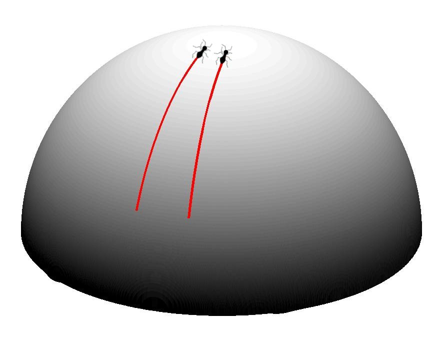 A hemisphere represents a positively curved surface. Two black ants march across it, and two red lines trail behind them showing their previous positions. If the hemisphere was akin to the northern hemisphere of the Earth, we would say that the two ants started marching near to the equator and walked north towards the north pole. Because the distance around the Earth (a line of constant latitude) becomes smaller and smaller as we move from the equator to the pole, the positions of the two ants appear to converge along their path.