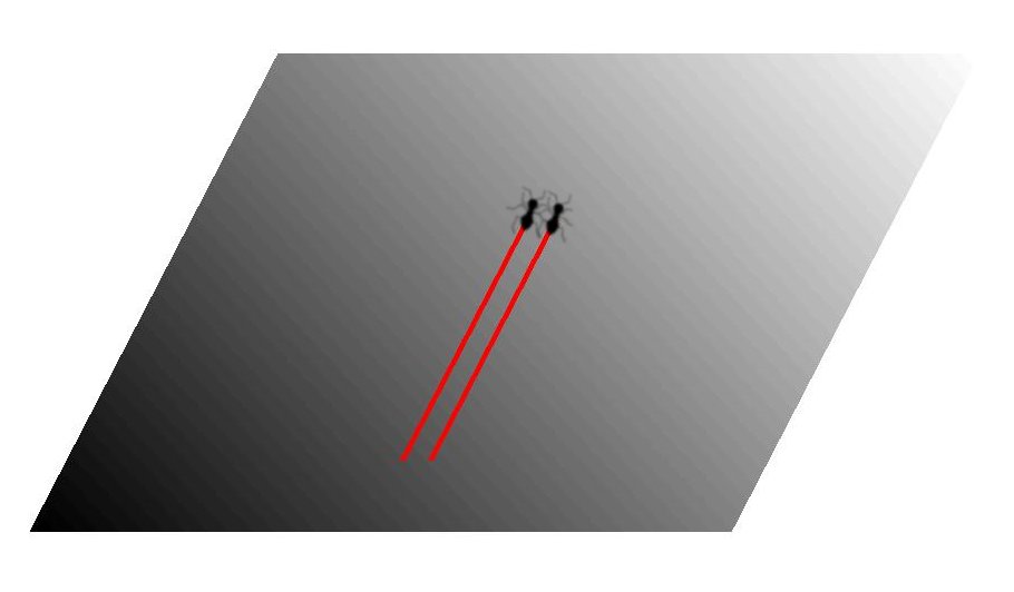 A square represents a flat surface. Two black ants march across it in parallel, and two parallel red lines trail behind them showing their previous positions.