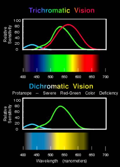 Illustration of the visual spectrum for those with trichromatic vision (three types of cone cells in the eye, for short, medium, and long wavelength light) and those with dichromatic vision (only two types of cone cells in the eye, for short and either medium or long wavelength light). The trichromatic figure shows a rainbow of blue, green, and red colors running from 4,000 Angstroms to 7,000 Angstroms. Three bell-shaped curves of relative sensitivity show a curve peaking at short (blue) wavelengths, a curve peaking at medium (green) wavelengths, and a curve peaking at long (red) wavelengths; each curve corresponds to the sensitivity for a different set of cone cells in the eye. The dichromatic figure is similar, except that in the rainbow the distinct green and red colors have been smeared together into a yellow-orange shade, and the blue color is lighter. Instead of showing three curves there are only two, the short wavelength curve in the blue, and the medium wavelength curve in the green.